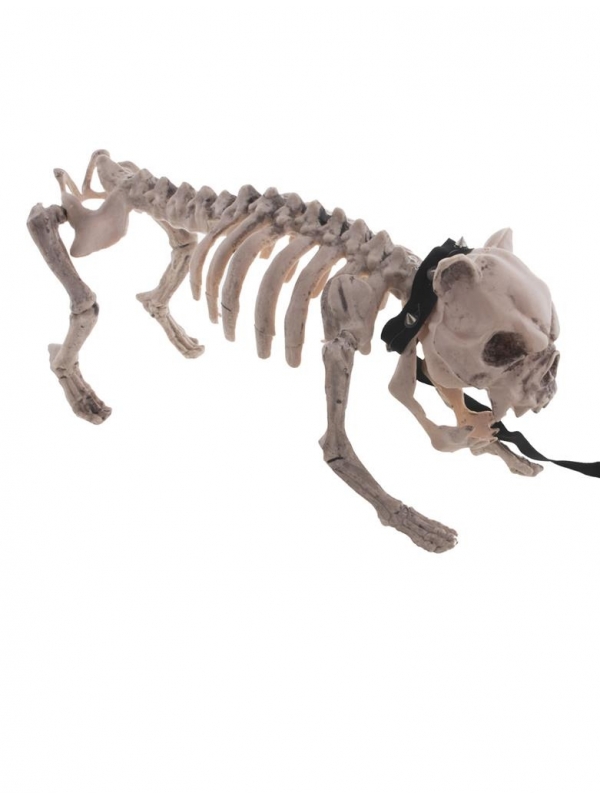 Squelette de chien halloween avec 1 laisse