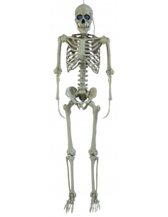 Squelette Articulé de 1,5m avec Yeux LED Bleus 'Digiteyes' – Déco d'Halloween Intérieur/Extérieur