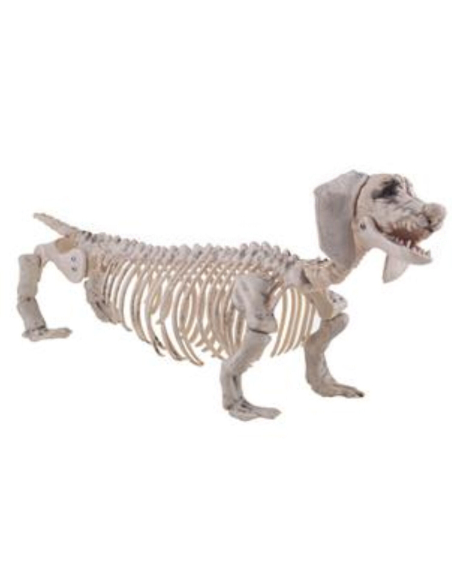 Squelette de Teckel le chien - Décoration halloween