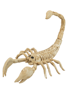 Squelette de scorpion 30 cm - décoration halloween