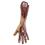 Bras de Cadavre 41 cm : Décoration membres humains Halloween