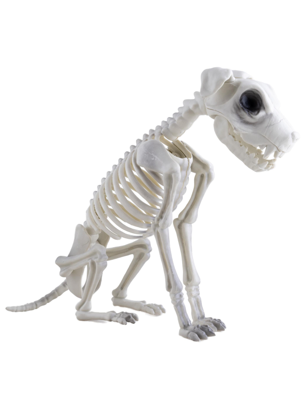 Squelette de Chien Zombie: Une Décoration Halloween Qui Fait Sensation !