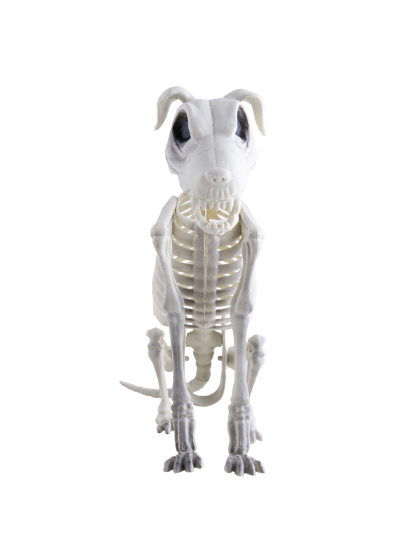Squelette de Chien Zombie: Une Décoration Halloween Qui Fait Sensation !