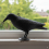 Corbeau 36 cm en PVC : Une Décoration Effrayante pour Halloween
