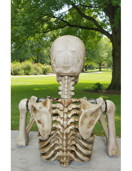 Squelette Halloween Extérieur 104 cm – Buste Articulé avec Bras et Crâne Réalistes