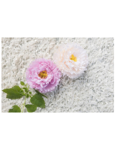 Lot de quatre têtes de pivoine rose Nymphéa aux étamines jaunes 2